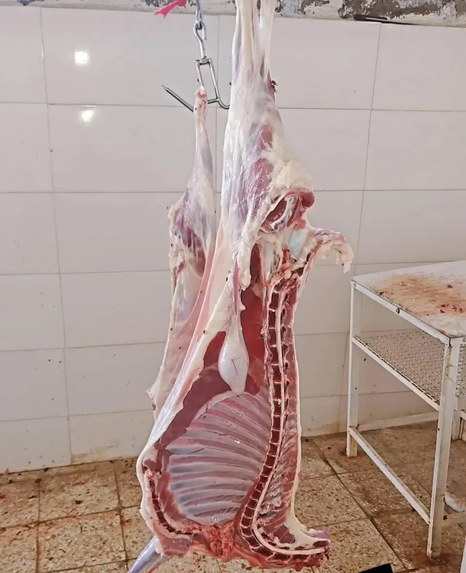 دامداری دام مدرن پخش گوسفند زنده و گوشت
