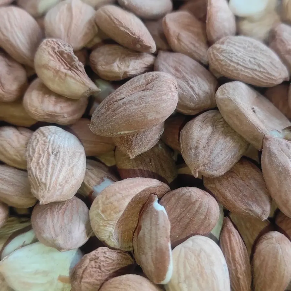 خشکبار یگانه