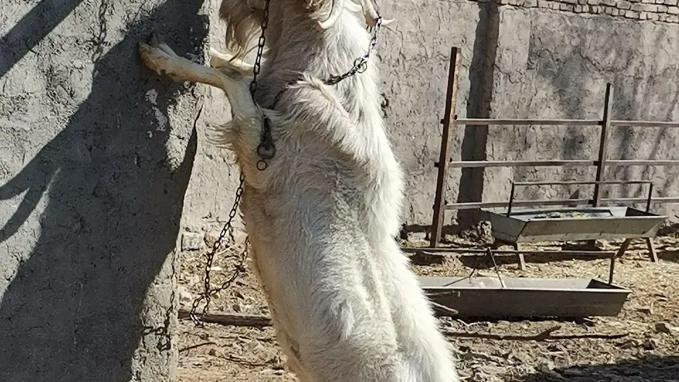 دامداری شیرازی