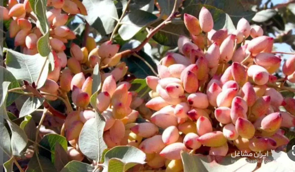 مشاوره و کارشناس باغ پسته و آب و خاک مهندس شویکلو در قزوین