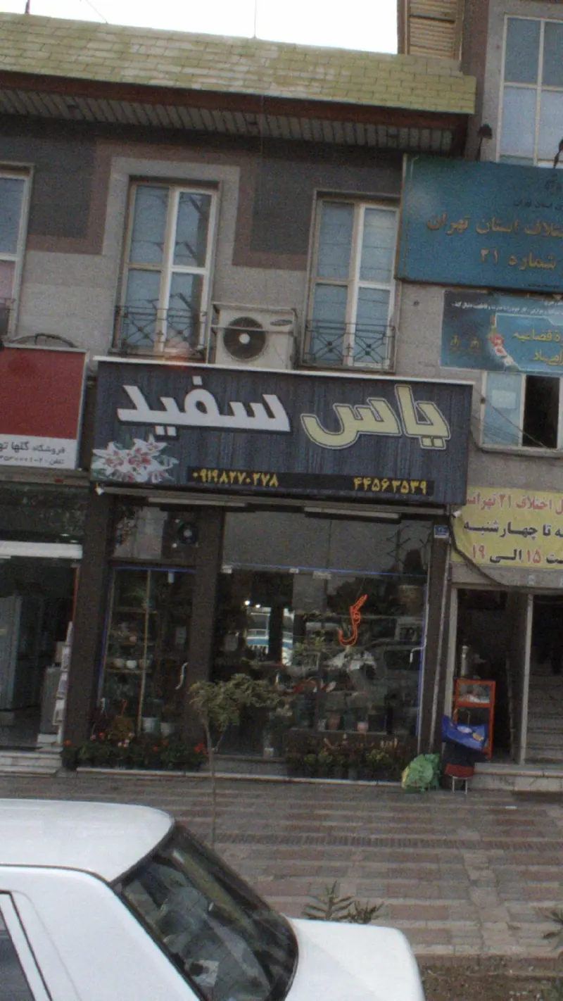 گلفروشی یاس سفید