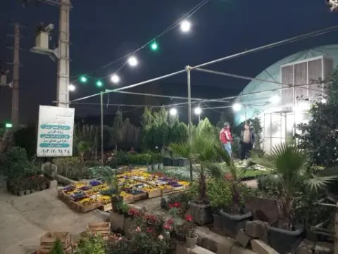 گلفروشی سیکاس