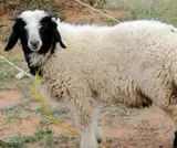 قصابی روحانی