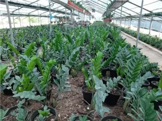 فروش عمده انواع گل و گیاهان اپارتمانی