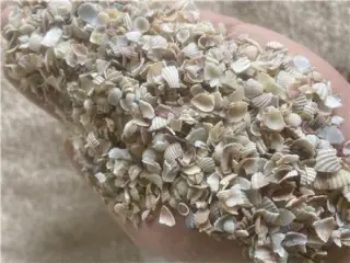 فروش پودر صدف دریایی برای مرغداری های تخم گذار و گوشتی