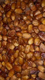 پخش فروغ تابان