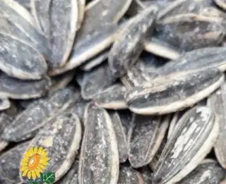 پخش عمده تخمه امیر