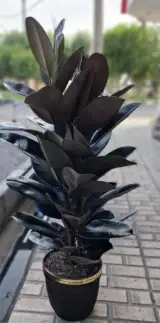 شهر گل معصومی