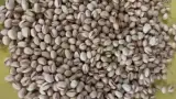 خرید و فروش عمده پسته و مغز پسته رستمی