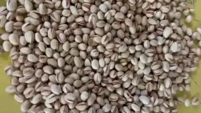 خرید و فروش عمده پسته و مغز پسته رستمی