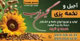 خشکبار و تخمه پزی نگین غرب