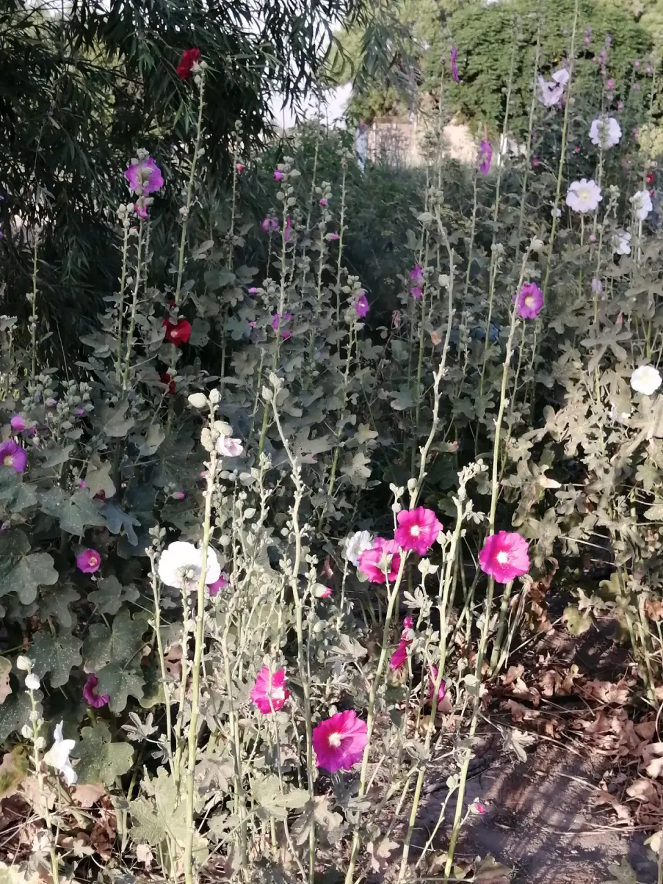 باغ فیروزه1