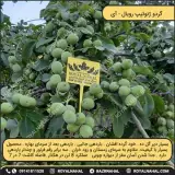 ایران نهال