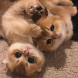 دامپزشک متخصص گربه
