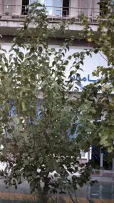 بانک سامان