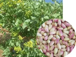 فروش پسته شاه پسند