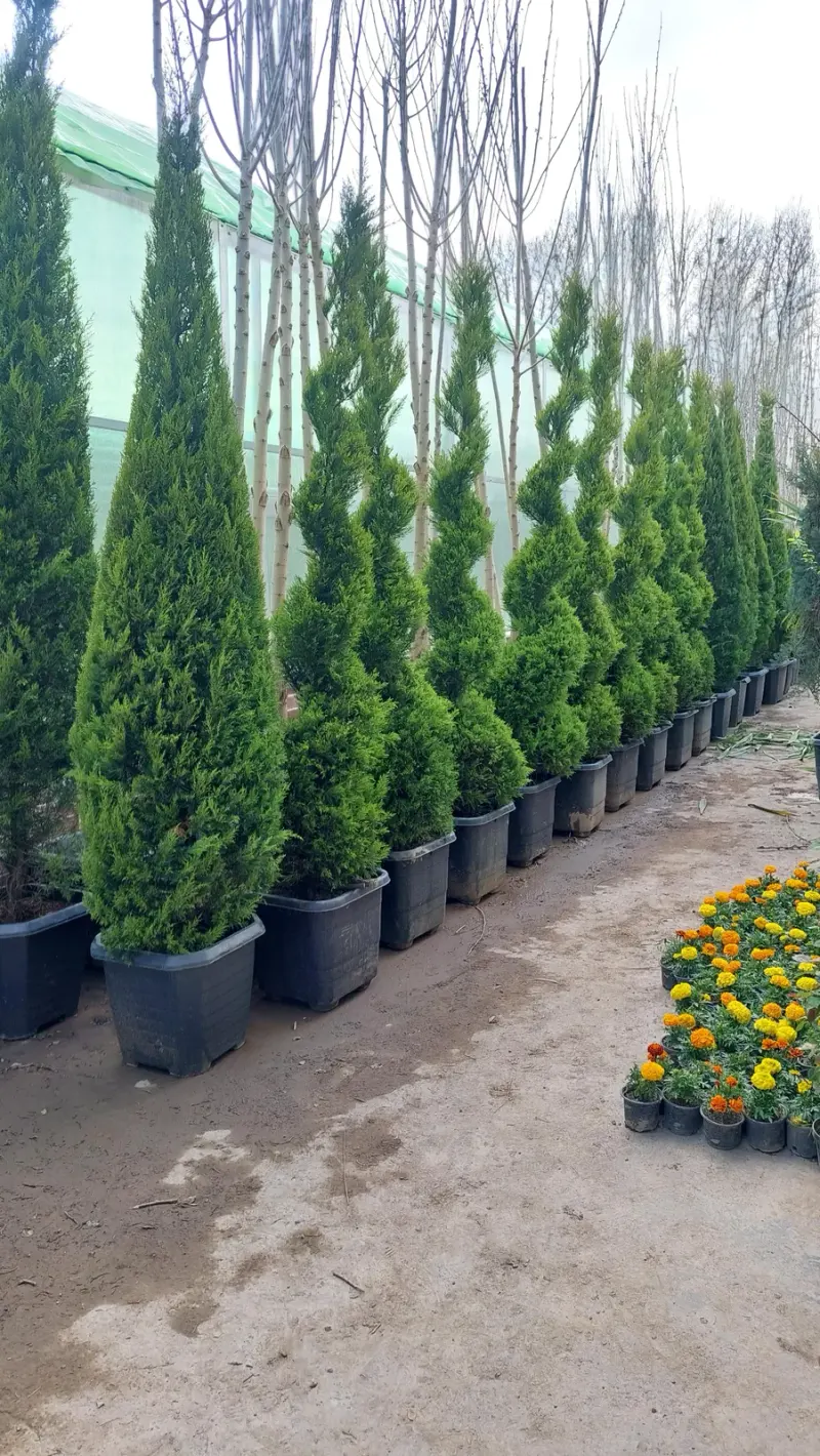 نمایشگاه گل گیاه ارکیده