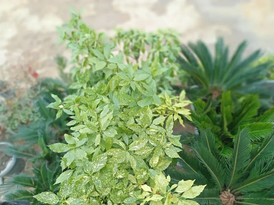 نهالستان رخشانی