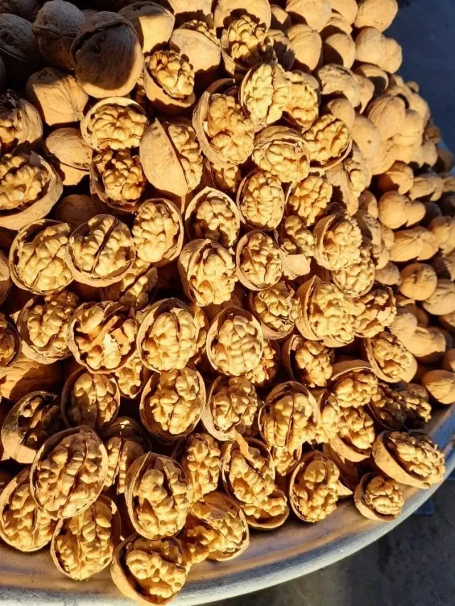خشکبارسید