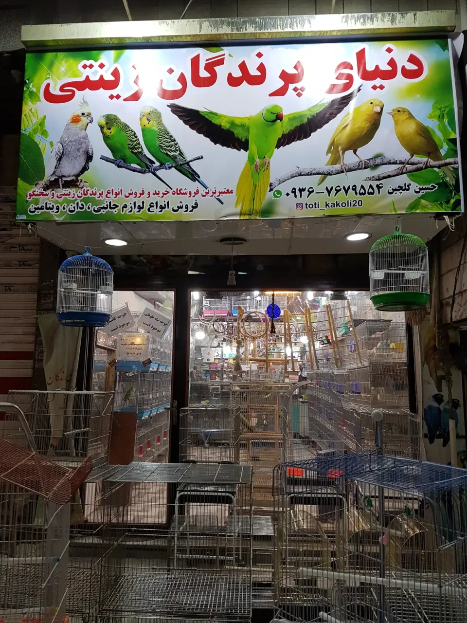 دنیای پرندگان زینتی