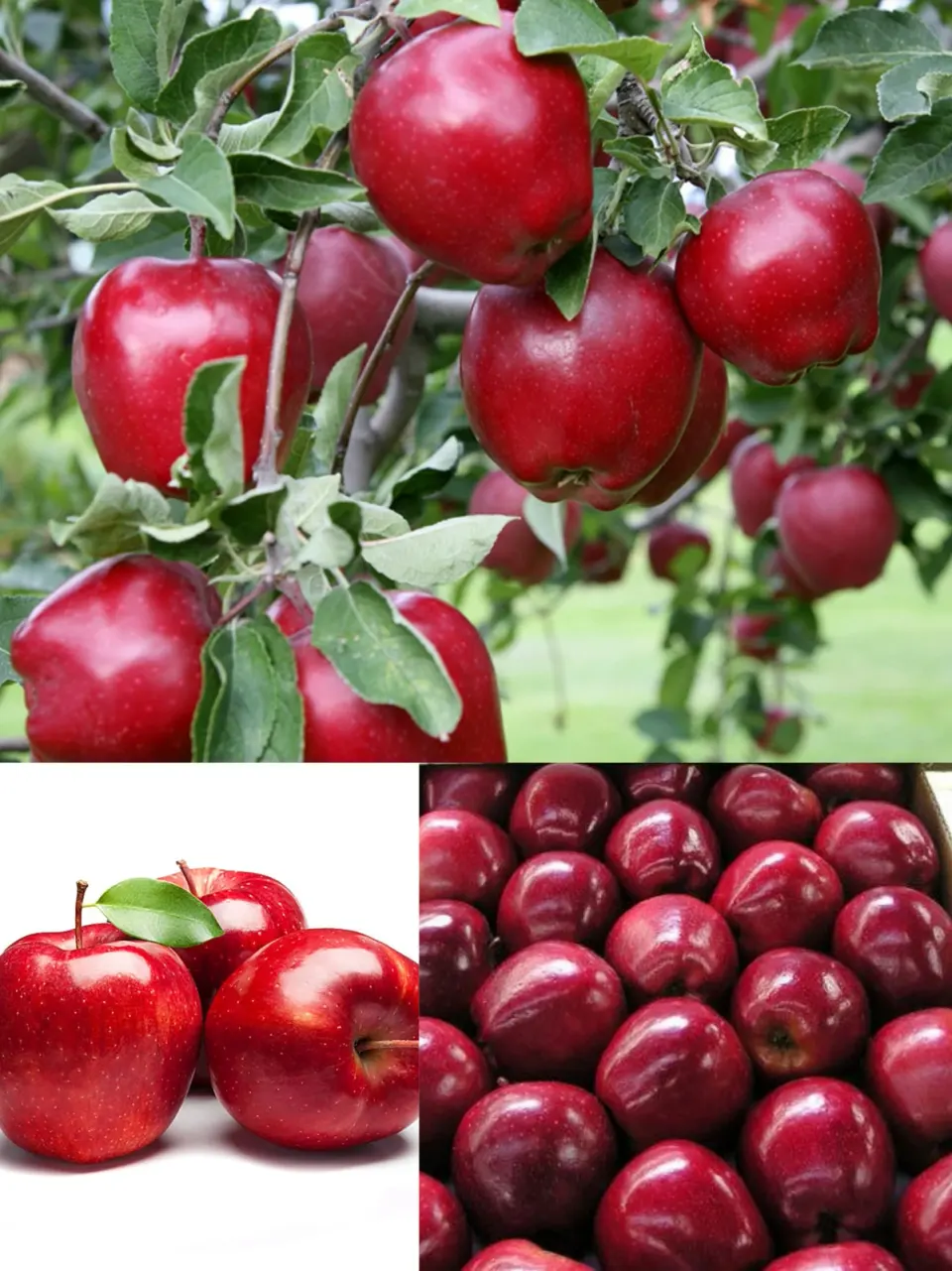 نسیم غرب کشت گر