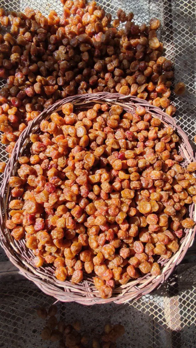 فروشگاه اینترنتی گلساکالا