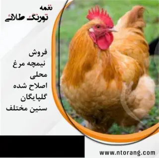 فروش مرغ بومی محلی اصلاح نژاد شده گلپایگانی با کیف