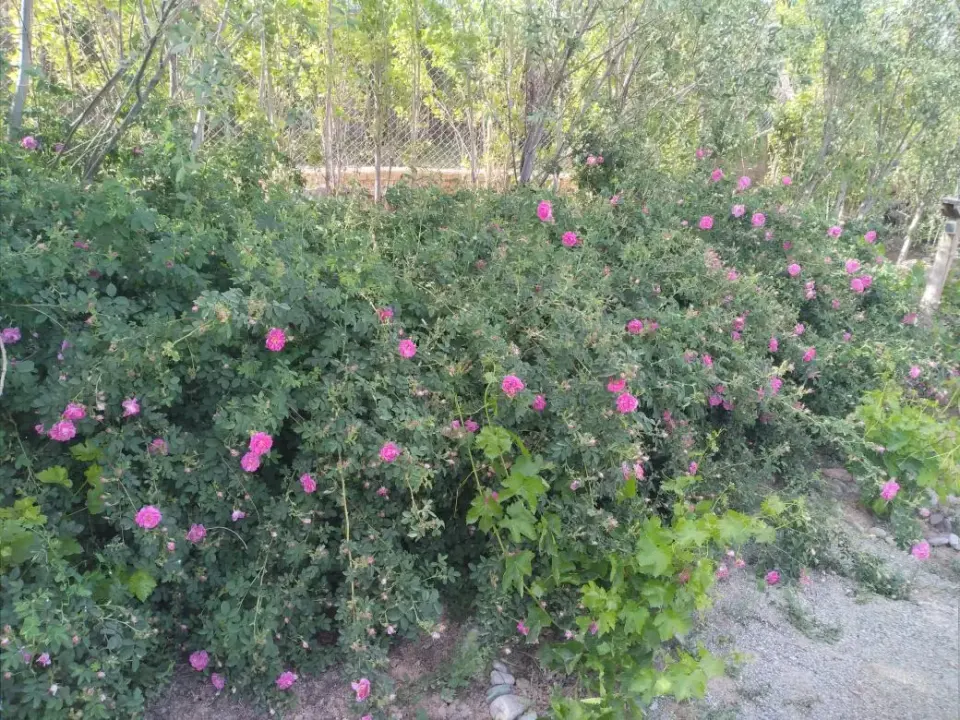 باغ فروهر