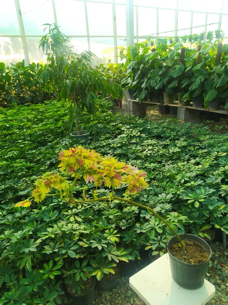 خانه گل پاسارگاد
