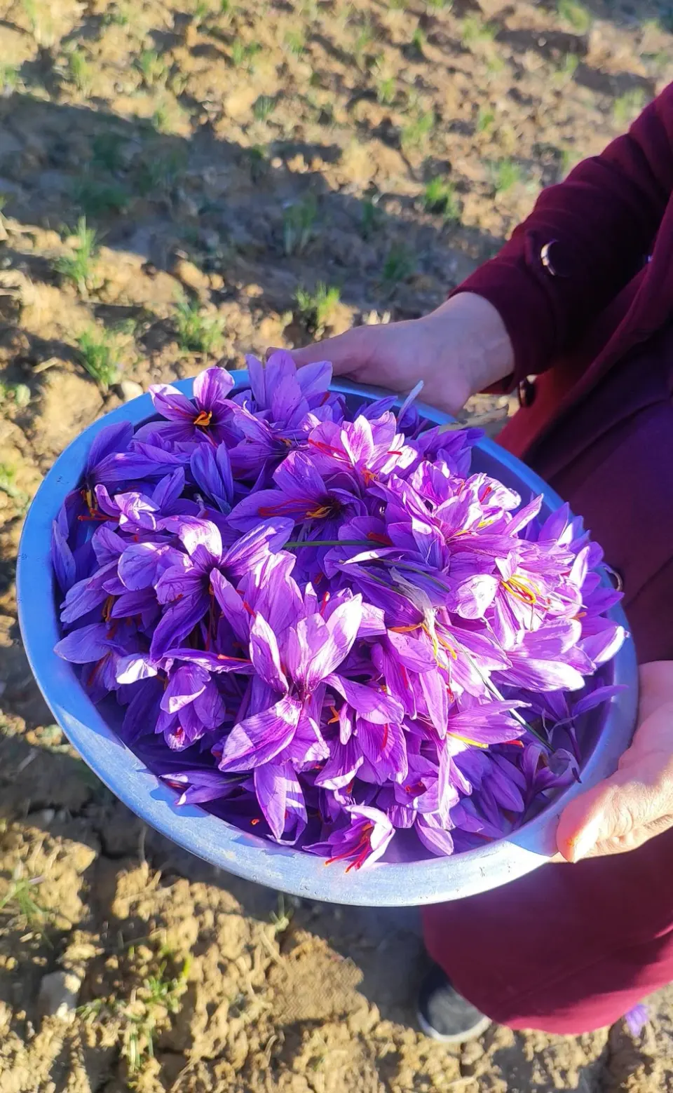 زعفران عباس زاده