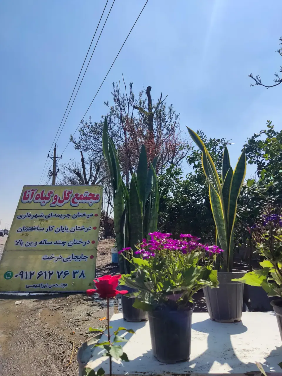 مجتمع گل و گیاه آنا