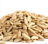 سقز آفتابگردان