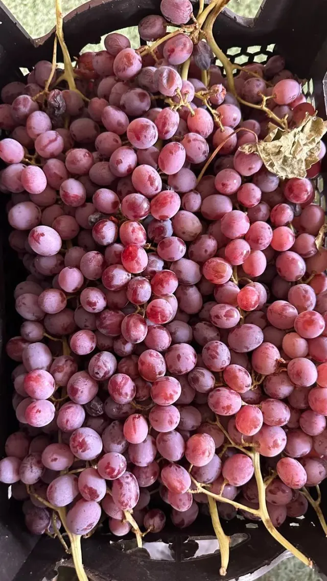 میدون میوه و تره بار قشم (میدون تره بار)