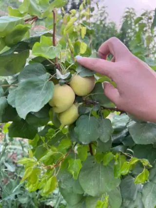 باطریسازی فریدون