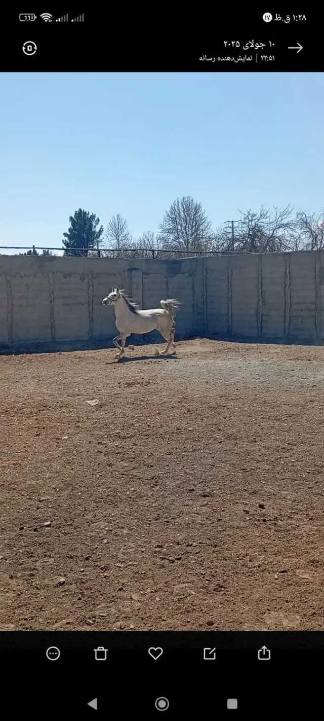 اسب سواری ایکان