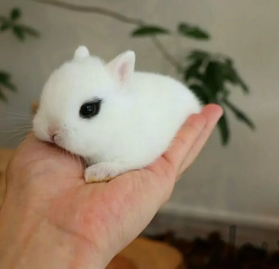 خرگوش جرسی