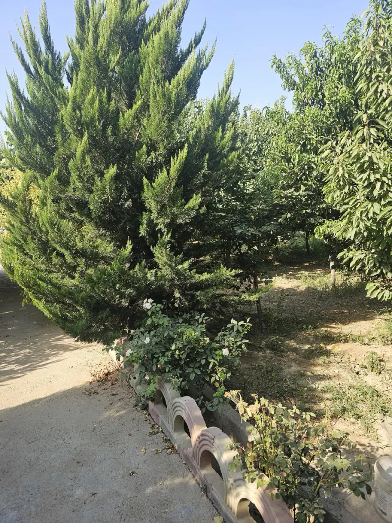 باغچه بابک شهبازی