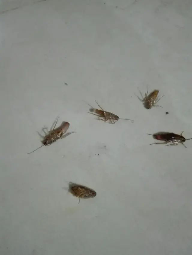 سمپاشی فوق تخصصی ایمن کارمهندس اقبالی