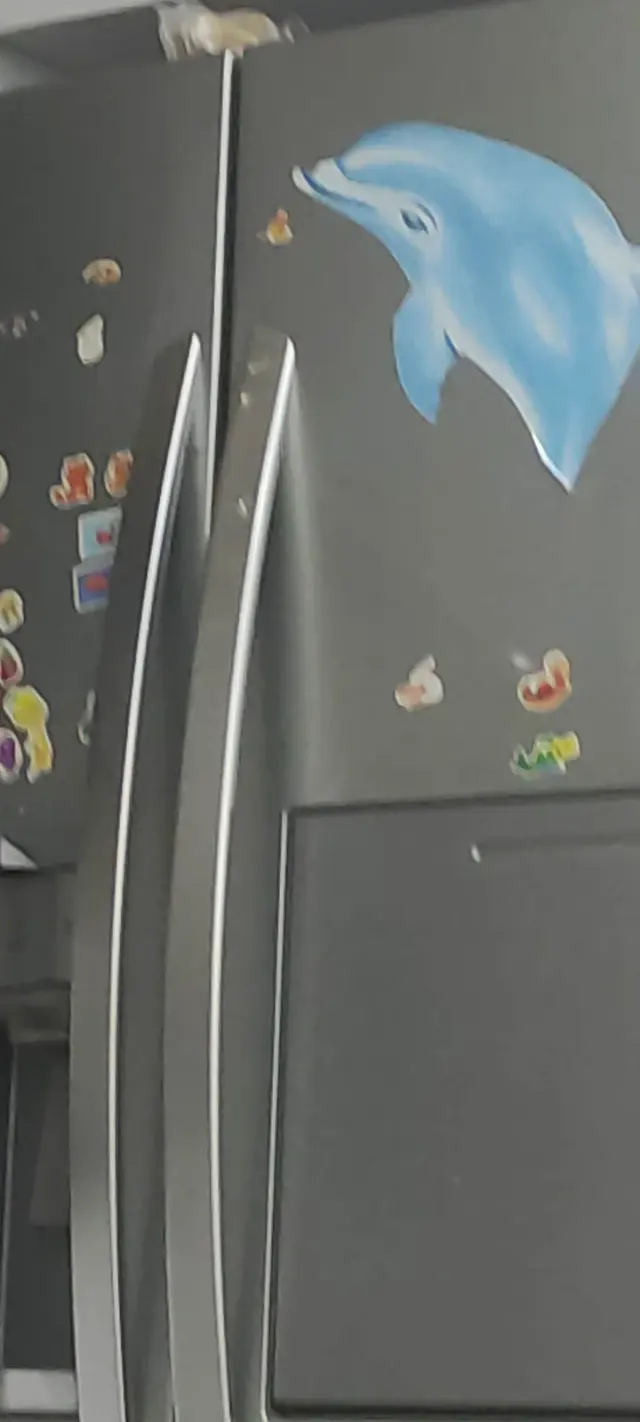فروش گربه