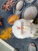 پانسیون گربه و جونده نِکو