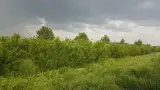 باغ معروف خانی