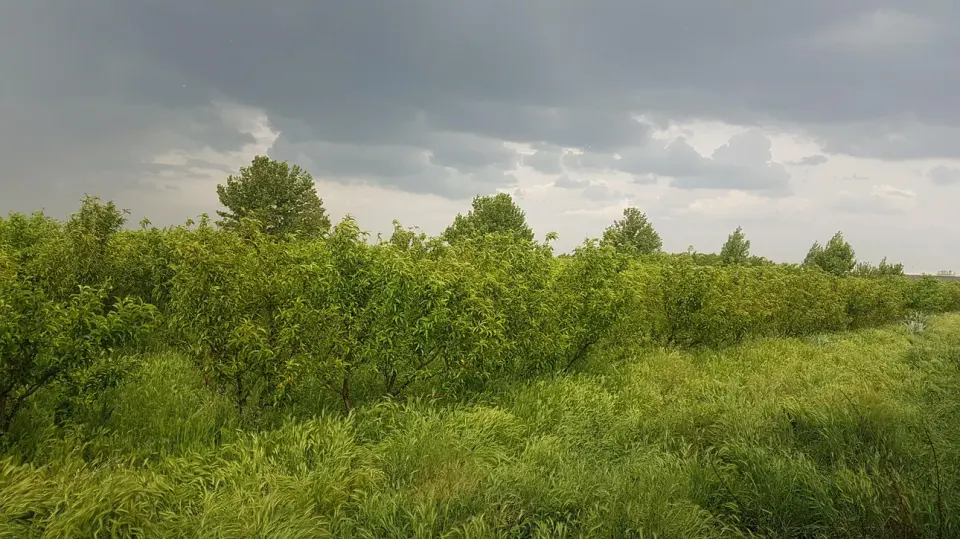 باغ معروف خانی