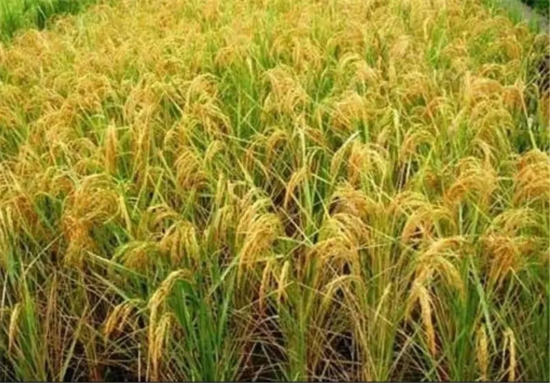 برنج طارم هاشمی فریدونکنار ارگانیک فلاح