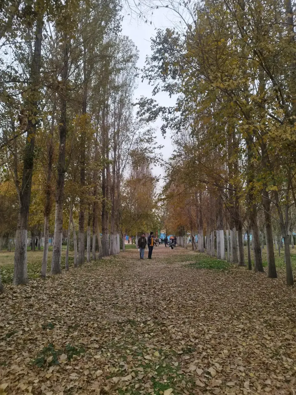 دبیرستان پسرانه تیزهوشان علامه حلی 2