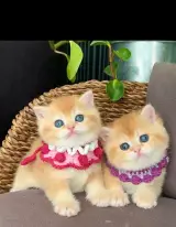 پت شاپ قلعه حیوانات