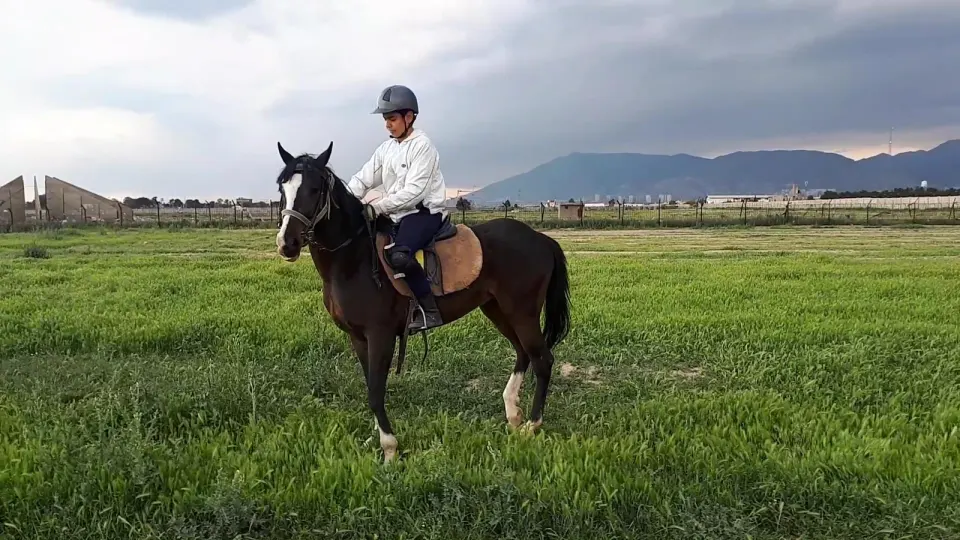 بازارچه اسب شهامتی