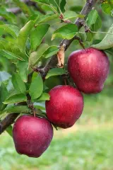 میوه فروشی حمیدی