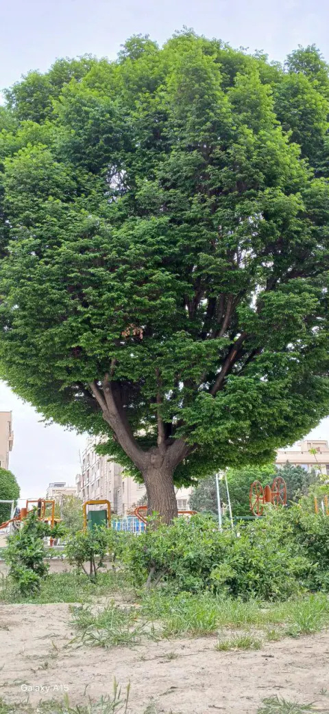 بازار میوه و تره بار تهرانسر