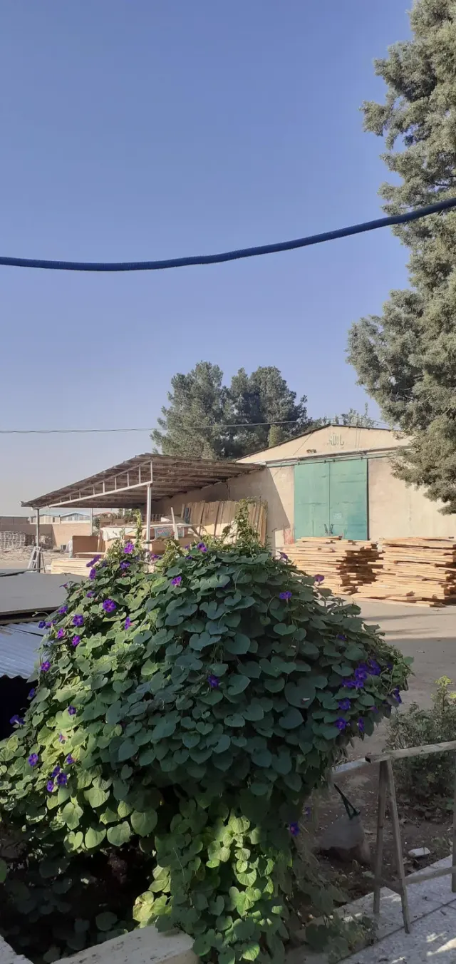 شرکت چوب سرو کامران