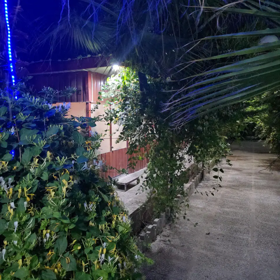 باغچه نخل حبیب زاده
